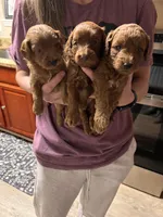 Iceland, a male Miniature Goldendoodle for sale in Katy, TX – Photo 4 of 6