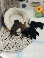 Iceland, a male Miniature Goldendoodle for sale in Katy, TX – Photo 5 of 6