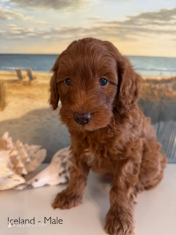 Iceland – Miniature Goldendoodle puppy for sale in Katy, TX