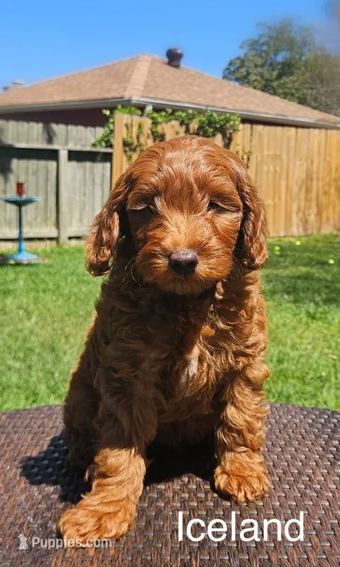 Iceland – Miniature Goldendoodle puppy for sale in Katy, TX