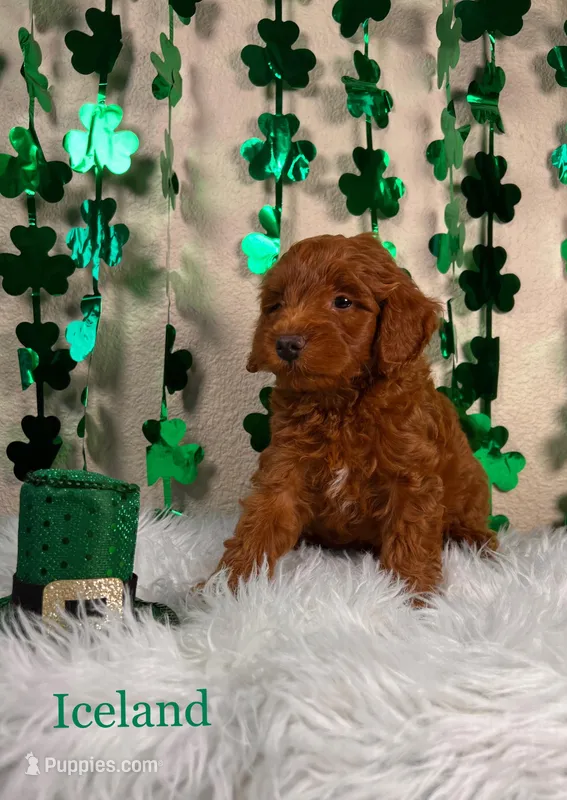Iceland – Miniature Goldendoodle puppy for sale in Katy, TX