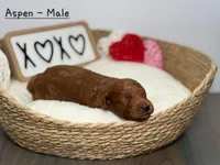 Iceland, a male Miniature Goldendoodle for sale in Katy, TX – Photo 6 of 6