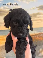 Ivory, a female Miniature Goldendoodle for sale in Katy, TX – Photo 6 of 10