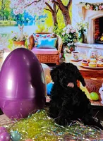 Ivory, a female Miniature Goldendoodle for sale in Katy, TX – Photo 2 of 10