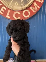Ivory, a female Miniature Goldendoodle for sale in Katy, TX – Photo 2 of 10