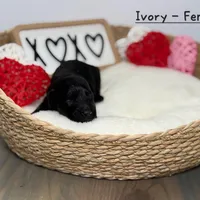 Ivory, a female Miniature Goldendoodle for sale in Katy, TX – Photo 10 of 10