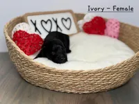 Ivory, a female Miniature Goldendoodle for sale in Katy, TX – Photo 5 of 5