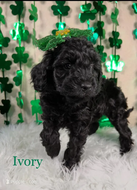 Ivory – Miniature Goldendoodle puppy for sale in Katy, TX