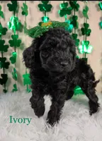 Ivory, a female Miniature Goldendoodle for sale in Katy, TX – Photo 5 of 10