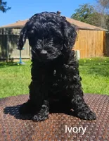 Ivory, a female Miniature Goldendoodle for sale in Katy, TX – Photo 3 of 10