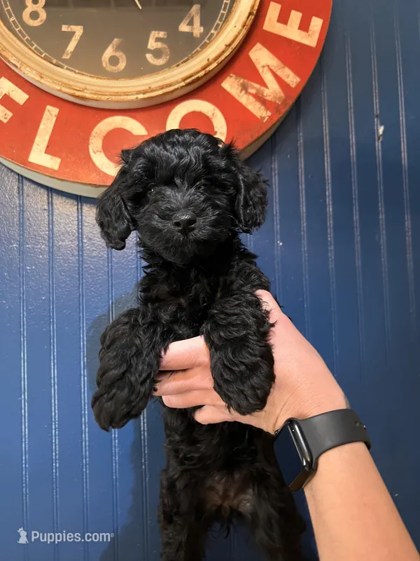 Ivory – Miniature Goldendoodle puppy for sale in Katy, TX