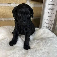Ivory, a female Miniature Goldendoodle for sale in Katy, TX – Photo 7 of 10