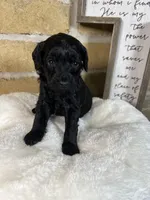 Ivory, a female Miniature Goldendoodle for sale in Katy, TX – Photo 2 of 5