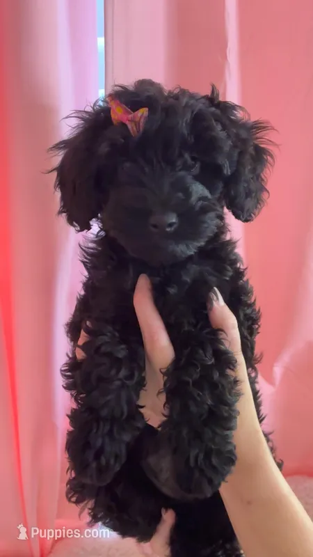 Ivory – Miniature Goldendoodle puppy for sale in Katy, TX