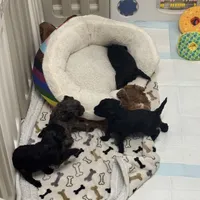 Ivory, a female Miniature Goldendoodle for sale in Katy, TX – Photo 9 of 10