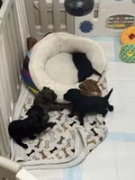 Ivory, a female Miniature Goldendoodle for sale in Katy, TX – Photo 3 of 5