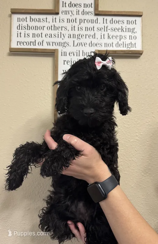 Ivory – Miniature Goldendoodle puppy for sale in Katy, TX