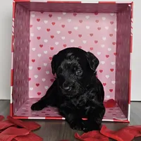 Ivory, a female Miniature Goldendoodle for sale in Katy, TX – Photo 8 of 10