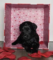 Ivory, a female Miniature Goldendoodle for sale in Katy, TX – Photo 4 of 5