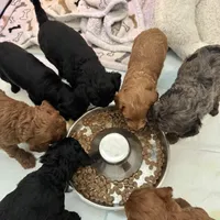 Alaska, a female Miniature Goldendoodle for sale in Katy, TX – Photo 9 of 10