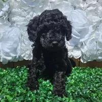 Alaska, a female Miniature Goldendoodle for sale in Katy, TX – Photo 6 of 10