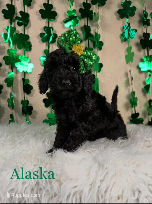 Alaska – Miniature Goldendoodle puppy for sale in Katy, TX