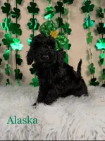 Alaska, a female Miniature Goldendoodle for sale in Katy, TX – Photo 4 of 10