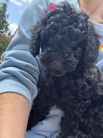 Alaska, a female Miniature Goldendoodle for sale in Katy, TX – Photo 2 of 10