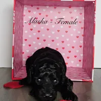 Alaska, a female Miniature Goldendoodle for sale in Katy, TX – Photo 8 of 10