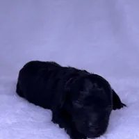 Alaska, a female Miniature Goldendoodle for sale in Katy, TX – Photo 10 of 10