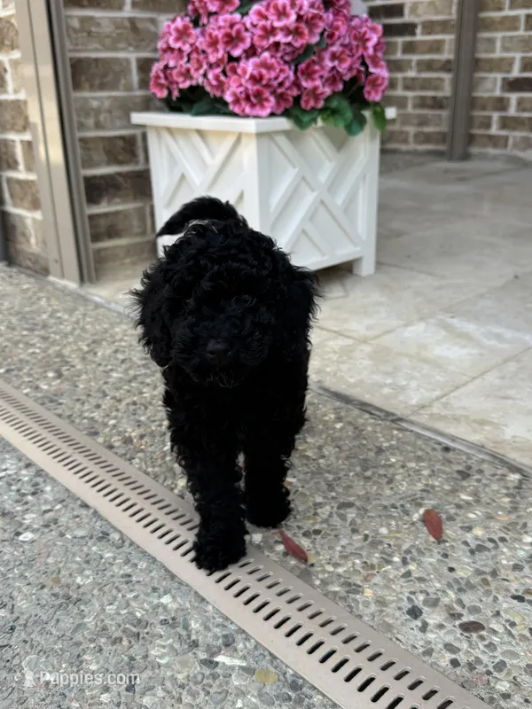 Alaska – Miniature Goldendoodle puppy for sale in Katy, TX