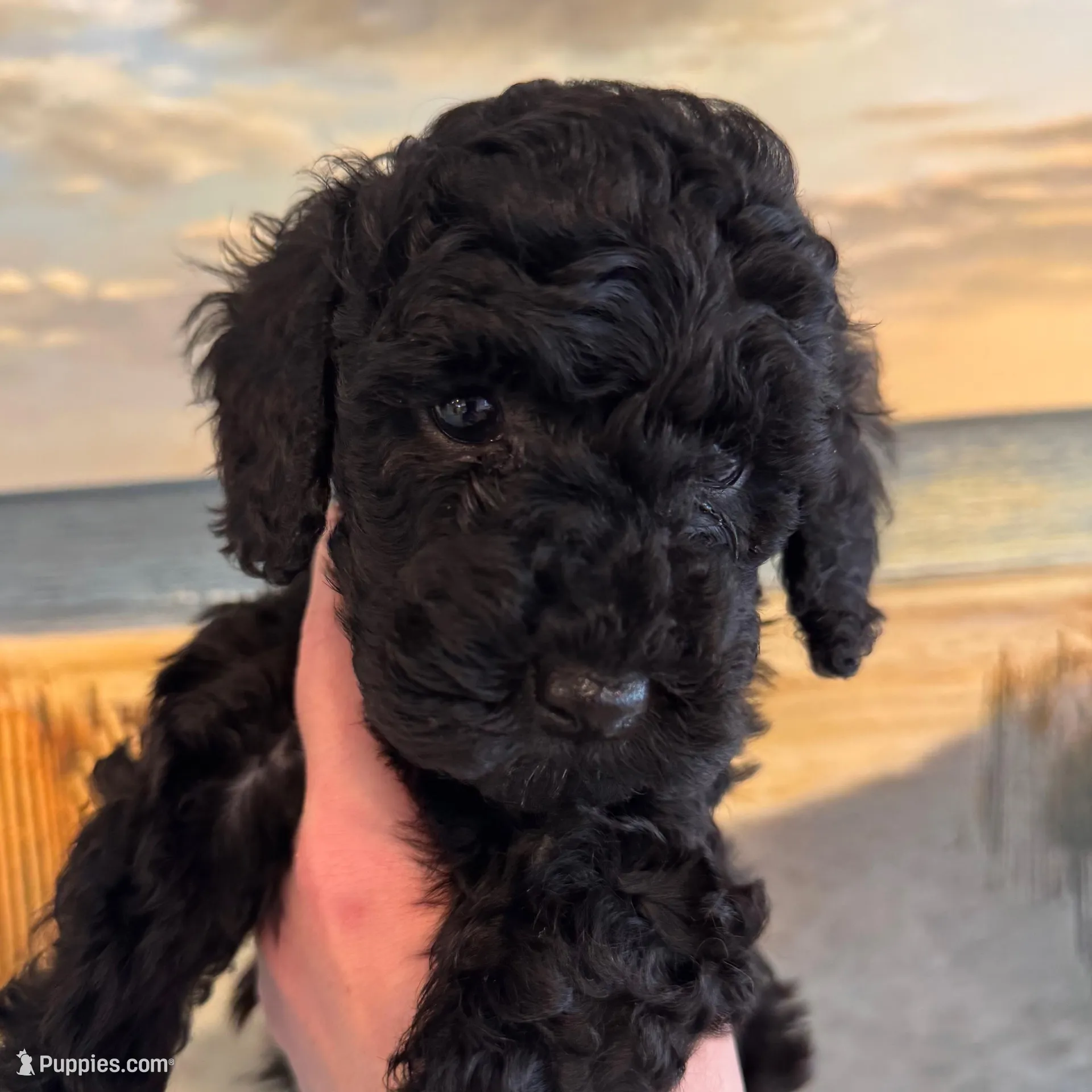 Alaska – Miniature Goldendoodle puppy for sale in Katy, TX