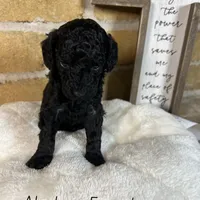 Alaska, a female Miniature Goldendoodle for sale in Katy, TX – Photo 7 of 10
