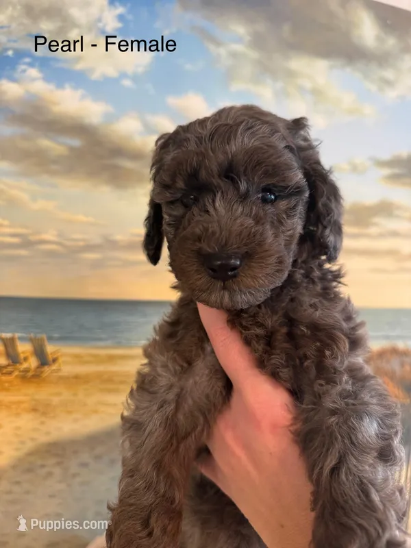 Pearl – Miniature Goldendoodle puppy for sale in Katy, TX