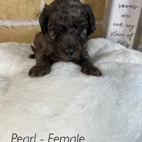 Pearl, a female Miniature Goldendoodle for sale in Katy, TX – Photo 7 of 10