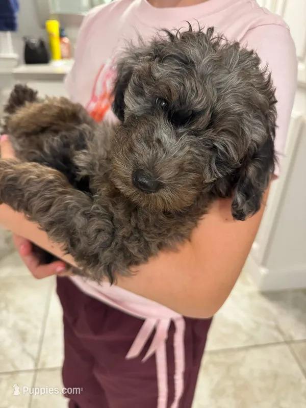 Pearl – Miniature Goldendoodle puppy for sale in Katy, TX