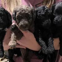 Pearl, a female Miniature Goldendoodle for sale in Katy, TX – Photo 9 of 10
