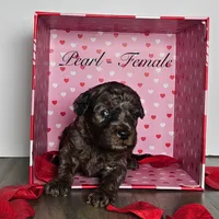 Pearl, a female Miniature Goldendoodle for sale in Katy, TX – Photo 8 of 10