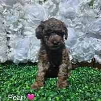 Pearl, a female Miniature Goldendoodle for sale in Katy, TX – Photo 6 of 10
