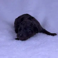 Pearl, a female Miniature Goldendoodle for sale in Katy, TX – Photo 10 of 10