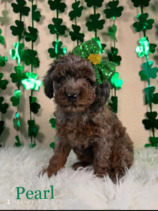 Pearl – Miniature Goldendoodle puppy for sale in Katy, TX