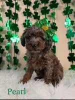 Pearl, a female Miniature Goldendoodle for sale in Katy, TX – Photo 4 of 10