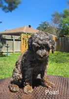 Pearl, a female Miniature Goldendoodle for sale in Katy, TX – Photo 3 of 10