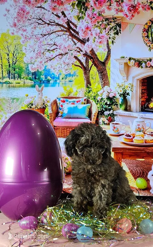 Pearl – Miniature Goldendoodle puppy for sale in Katy, TX