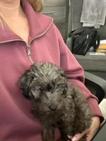 Pearl, a female Miniature Goldendoodle for sale in Katy, TX – Photo 2 of 10