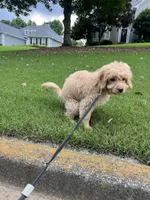 Teddy, a male Goldendoodle and Golden Retriever for sale in Suwanee, GA – 2 of 8