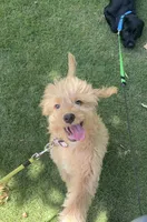 Teddy, a male Goldendoodle and Golden Retriever for sale in Suwanee, GA – 3 of 8