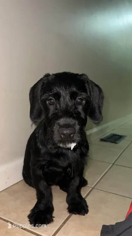 Kiara – Goldendoodle, Golden Retriever puppy for sale in Suwanee, GA