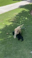 Teddy, a male Goldendoodle and Golden Retriever for sale in Suwanee, GA – 7 of 8