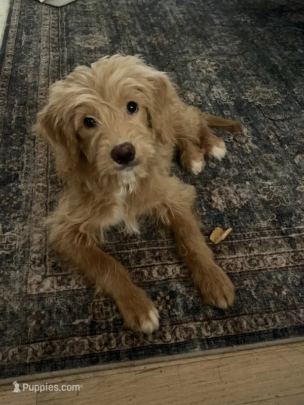Gigi – Goldendoodle, Golden Retriever puppy for sale in Suwanee, GA